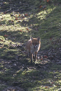 Fox by Neil Salisbury